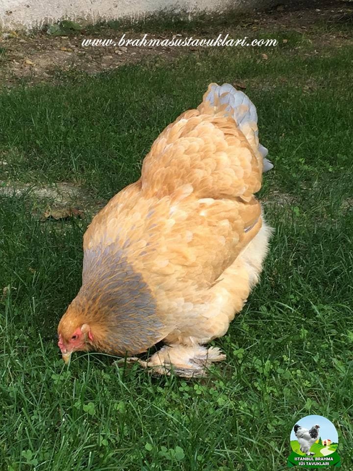 Brahma Tavuk Cinsleri Brahma Tavuk Fiyatları