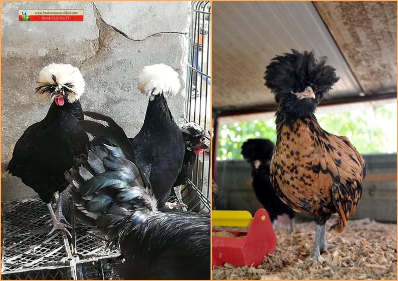 Fizan Tavuğu Çeşitleri Ve Görünüm Özellikleri