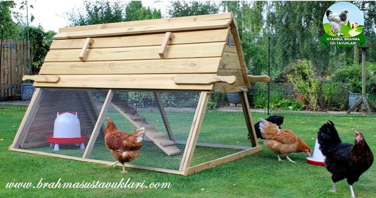 Tavuk Kümesindeki Kokuyu Nasıl Engelleriz