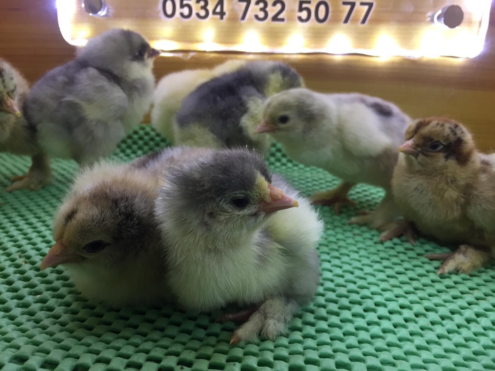 İstanbul Brahma Süs Tavukları - Civciv Çıkımları