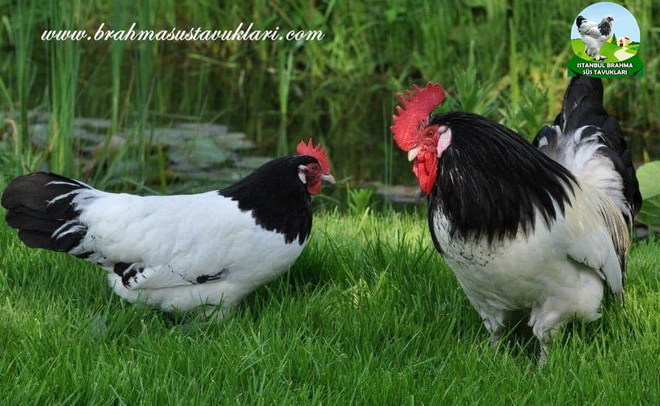 Lakenvelder Tavuk Irkı