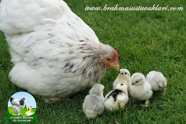 Sessiz Öten Tavuklar Hakkında