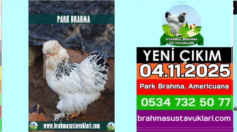 Yeni Çıkım 04 11 2025 Park Brahma Americuana
