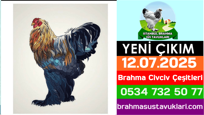 Yeni Çıkım 12 07 2025  Brahma Civciv Çeşitleri