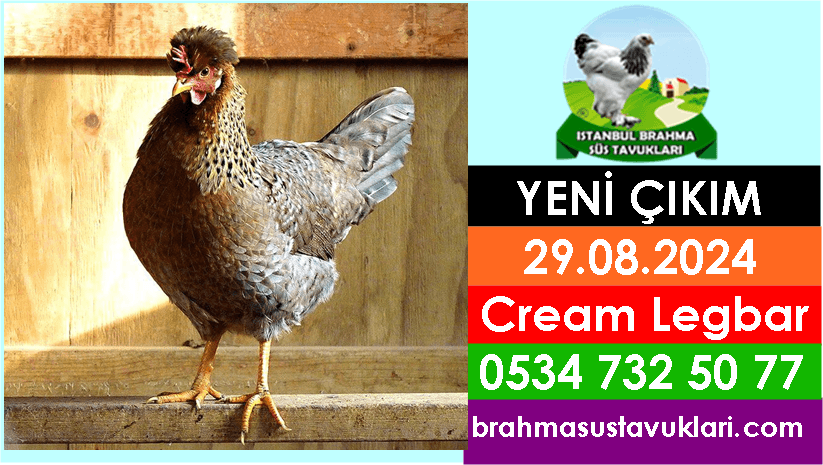 Yeni Çıkım 19 05 2025 Brahma Ligorin Appenzeller Çeşitleri