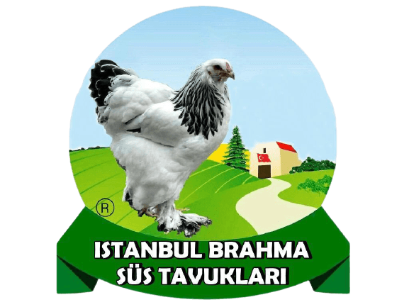 Civciv Çıkımı 27.03.2023 - Fizan Civciv Çeşitleri,Susex