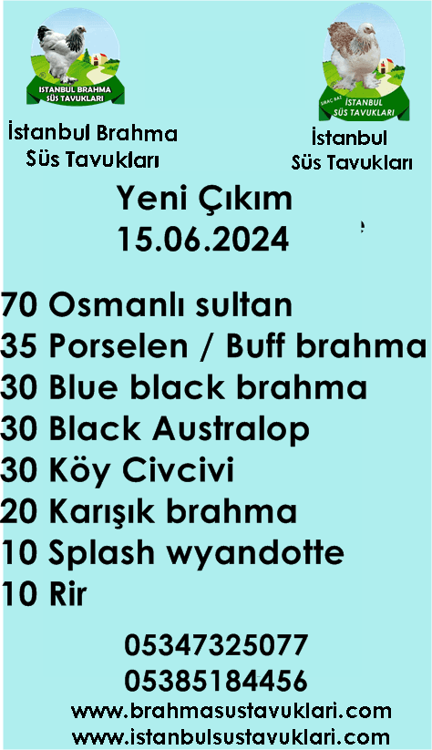 Yeni Çıkım 15 06 2024 Porselen Brahma Osmanlı Sultan