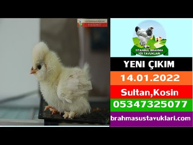 Yeni Civciv çıkımı 14.01.2023 - Yılın İlk Civcivleri Çıktı.