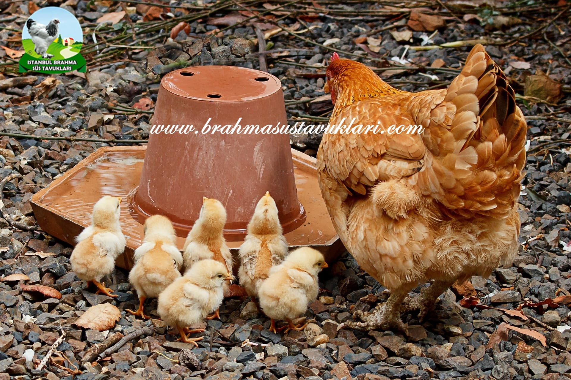 Tavukların Yaşam Süresi Tavuk Kaç Yıl Yaşar