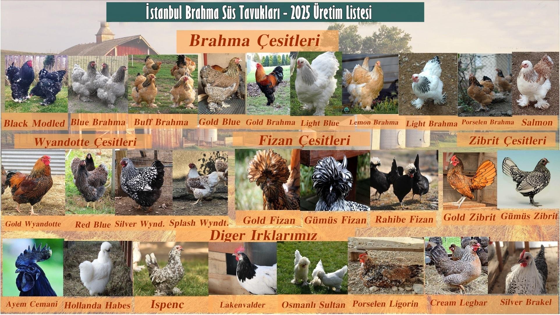 Kuluçkalık Yumurta