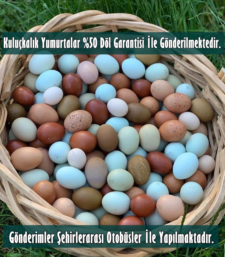 BLACK MODLED BRAHMA KULUÇKALIK CİVCİV VE YUMURTA 