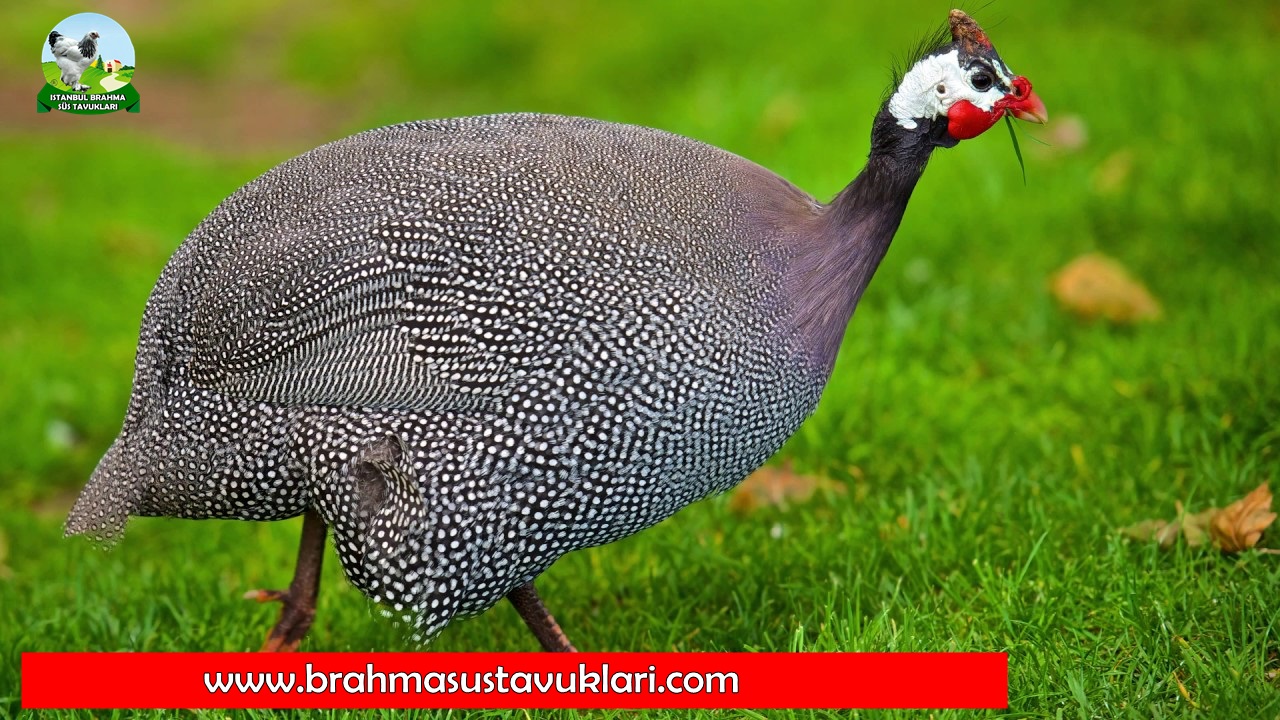 İran Bec Tavuğu Hakkında Bilgiler - İstanbul Brahma Süs Tavukları
