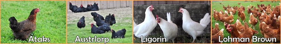 Yumurta Tavuğu Özellikleri - İstanbul Brahma Süs Tavukları