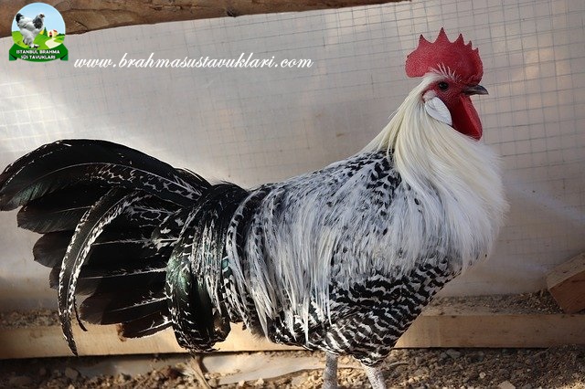 Brakel Tavuk Irkı Hakkında Bilgiler