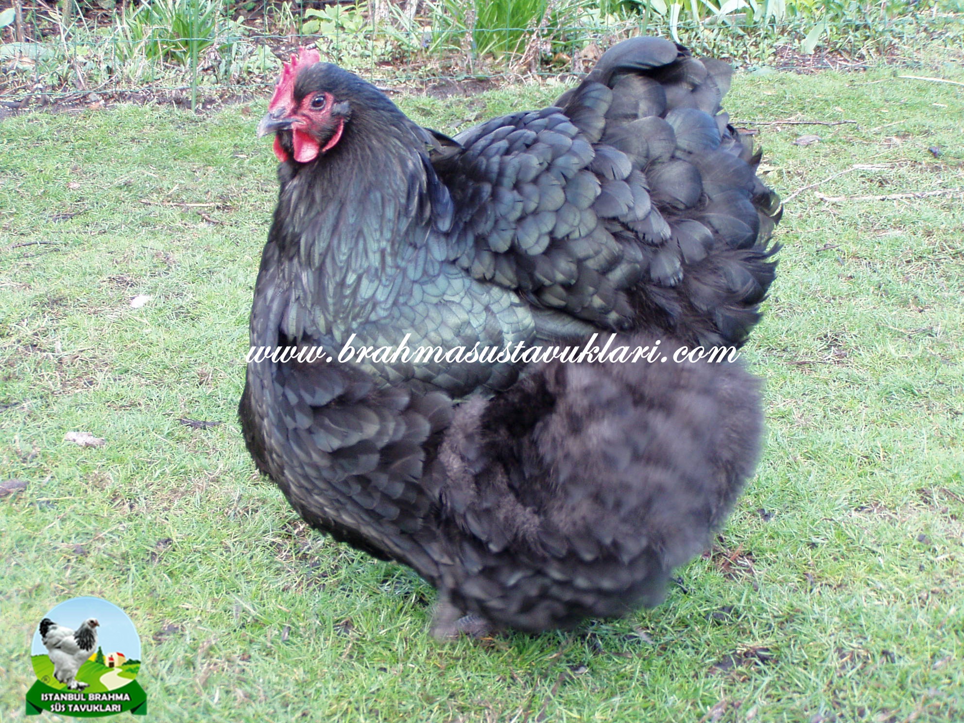 Orpington Tavuk Özellikleri, Yumurtası, Orpington Renkleri