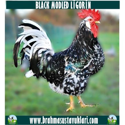 BLACK MODLED LİGORİN KULUÇKALIK YUMURTA
