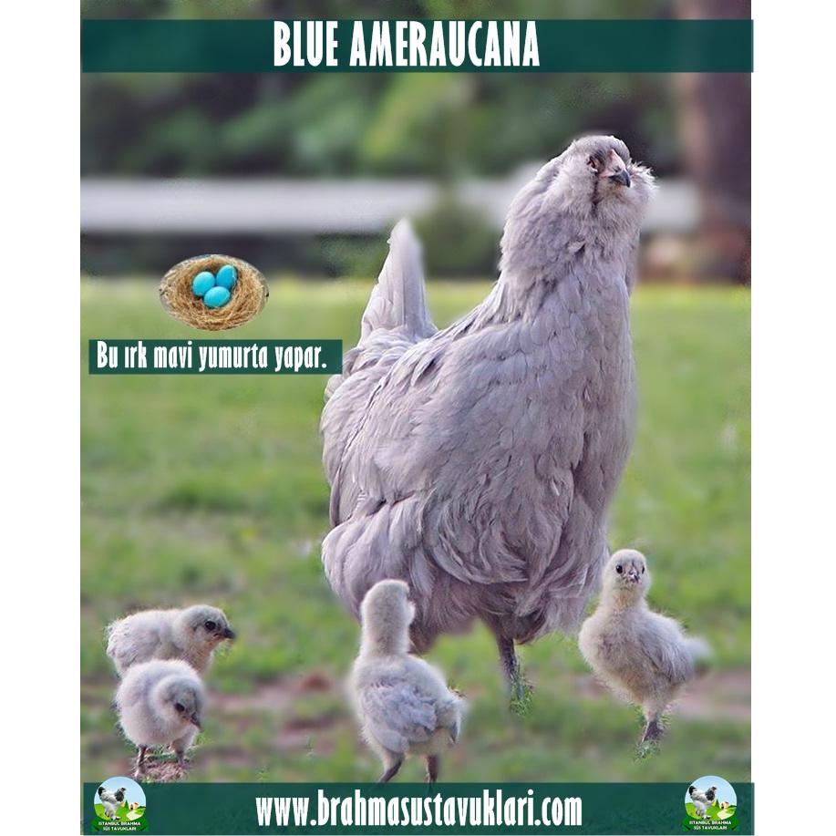 Blue Ameraucana Kuluçkalık Yumurta