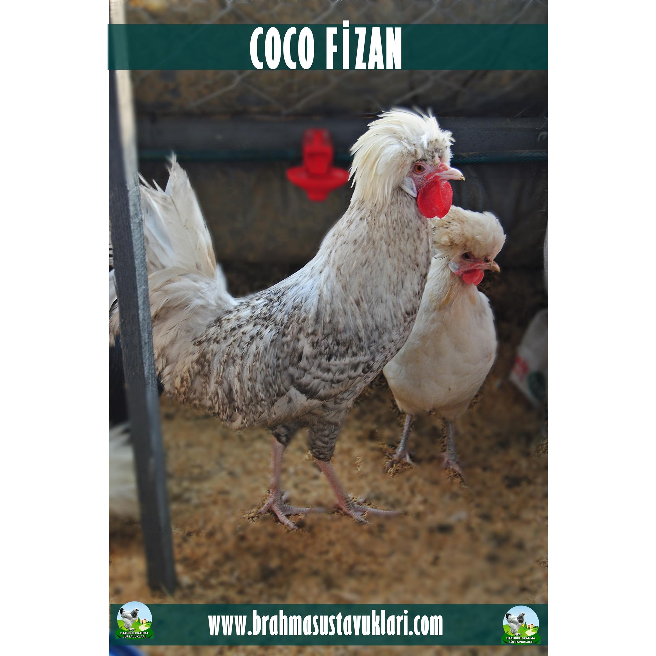 COCO FİZAN KULUÇKALIK YUMURTA