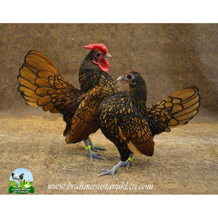 Gold Zibrit Kuluçkalık Yumurta