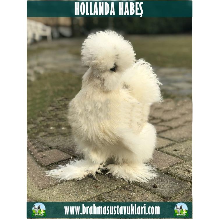 HOLLANDA HABEŞ KULUÇKALIK YUMURTA