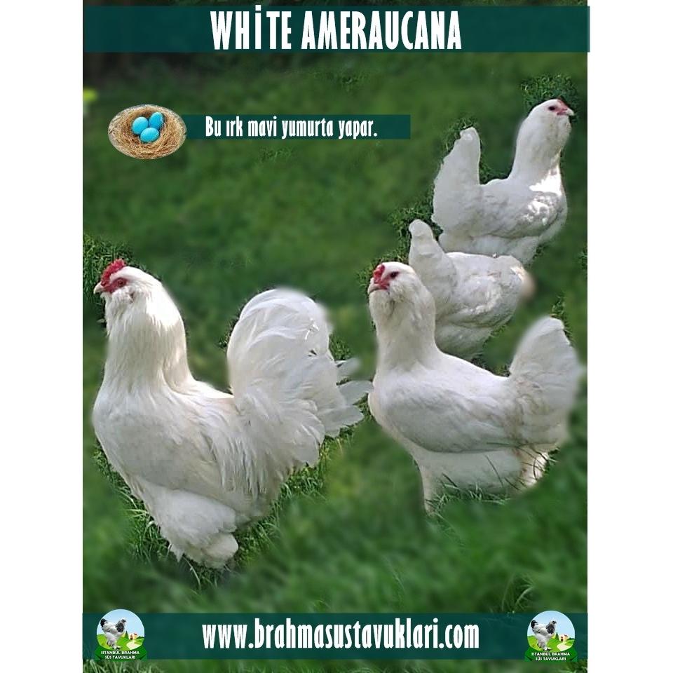 White Ameraucana Kuluçkalık Yumurta