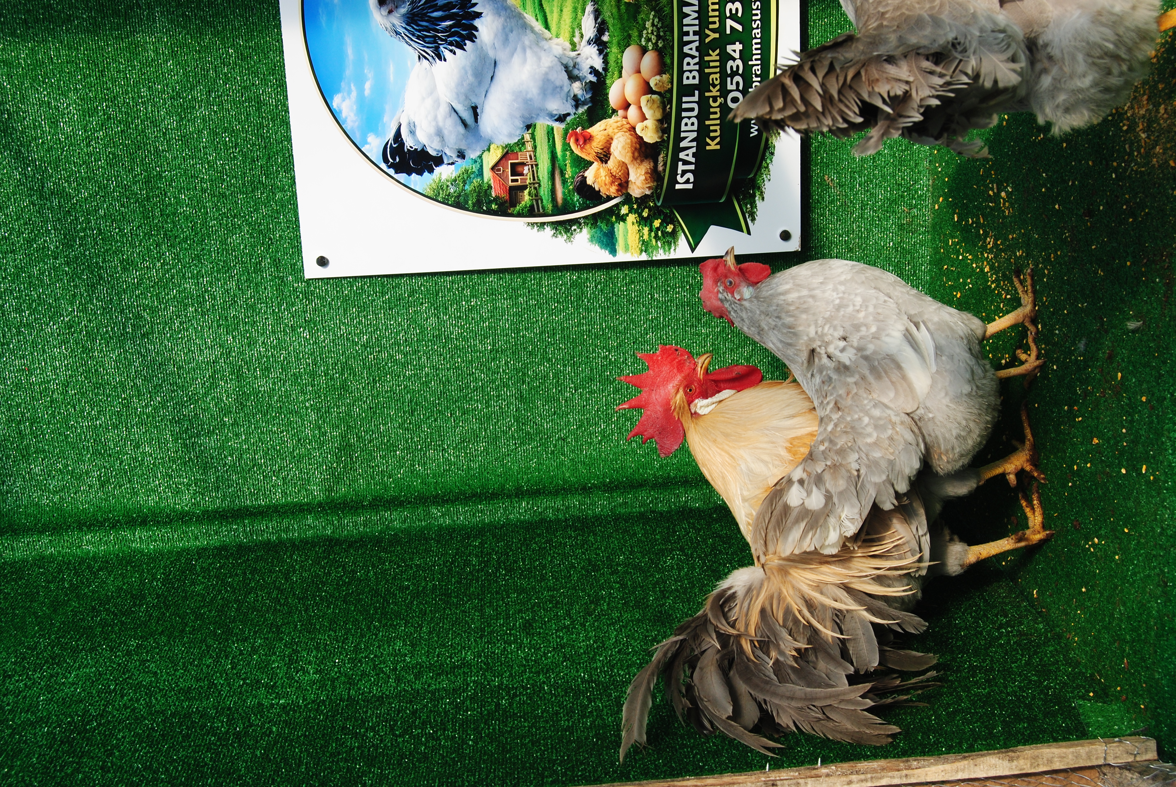 İzabel Ligorin Kuluçkalık Yumurta