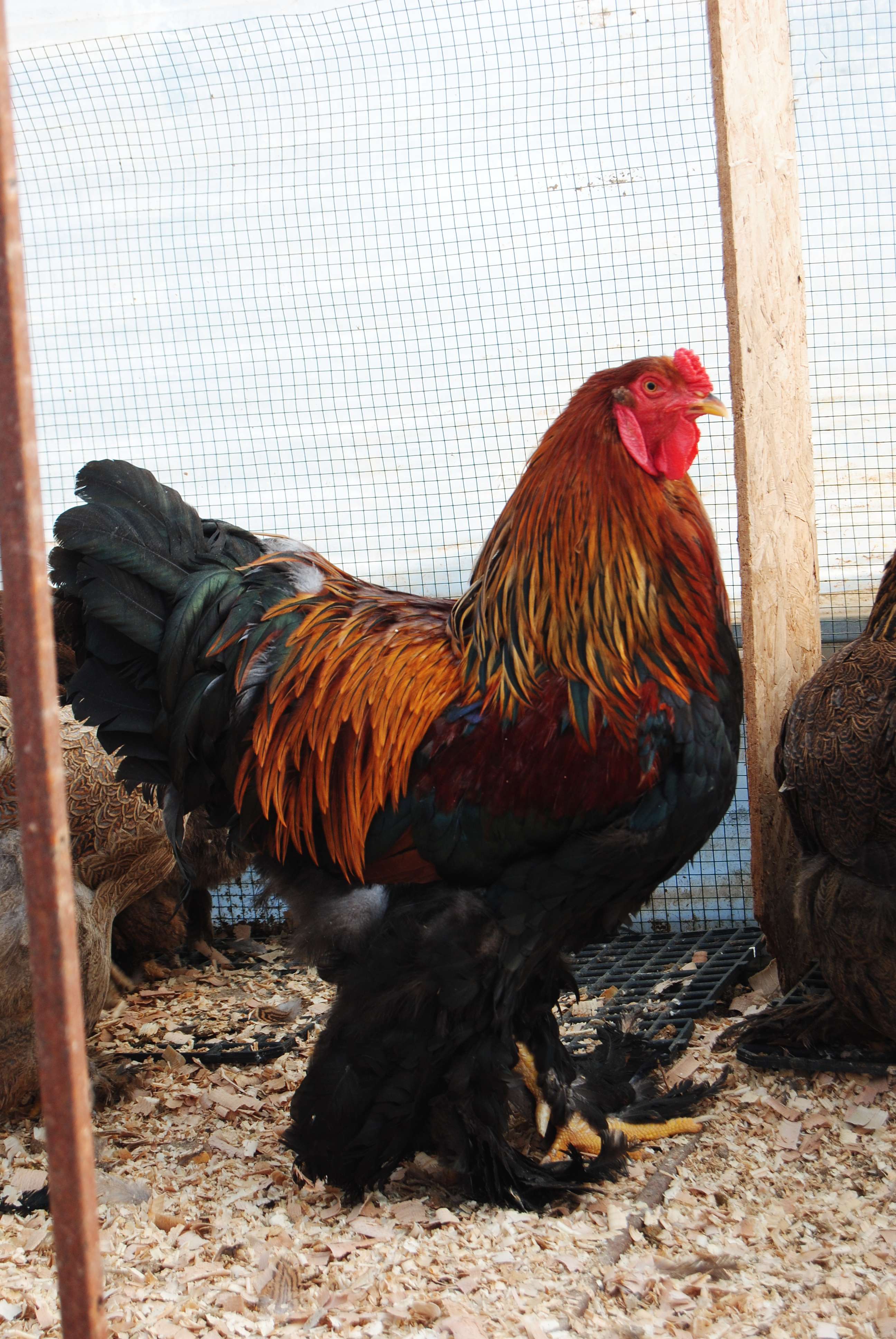 GOLD BLUE BRAHMA KULUÇKALIK YUMURTA