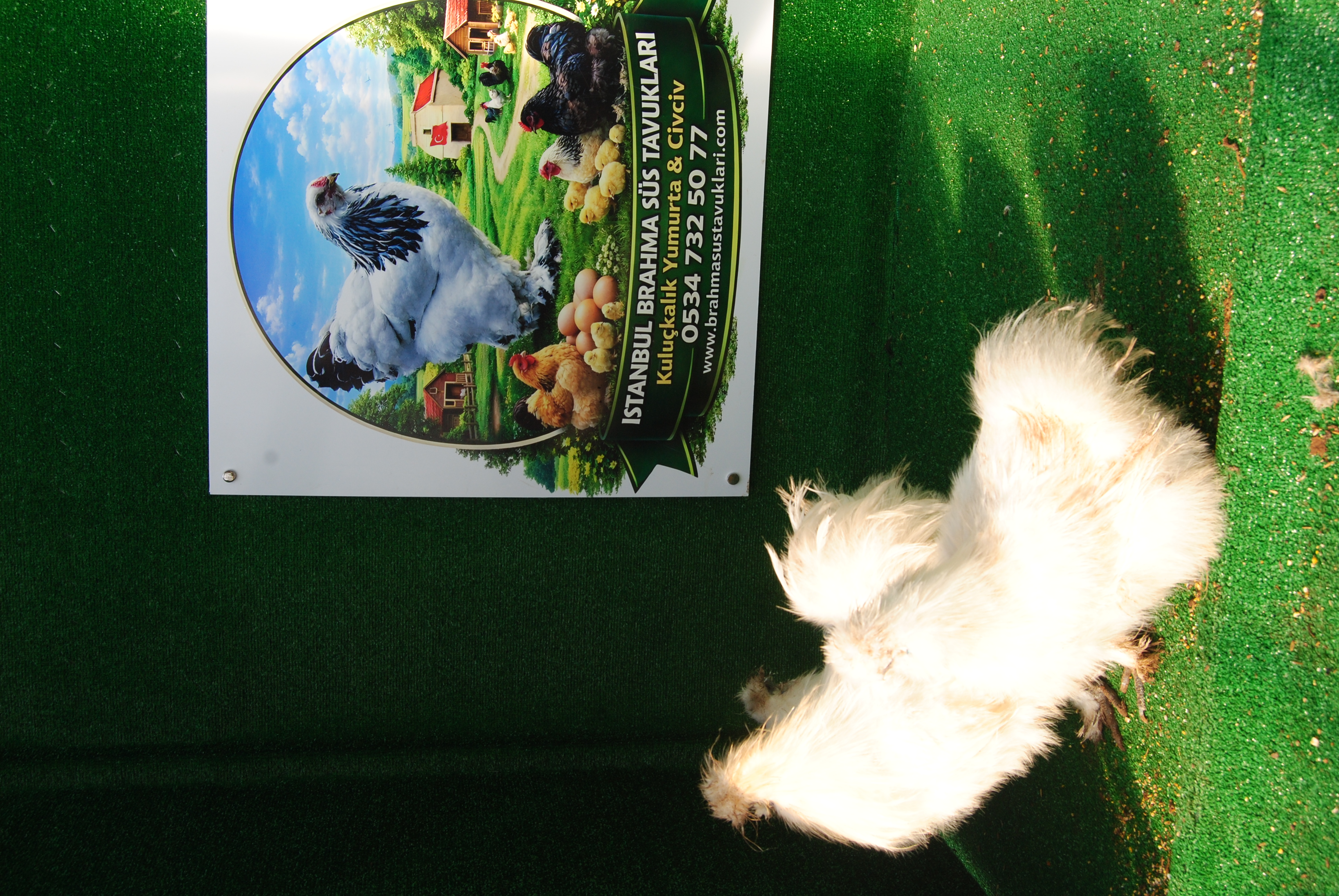 HOLLANDA HABEŞ KULUÇKALIK YUMURTA