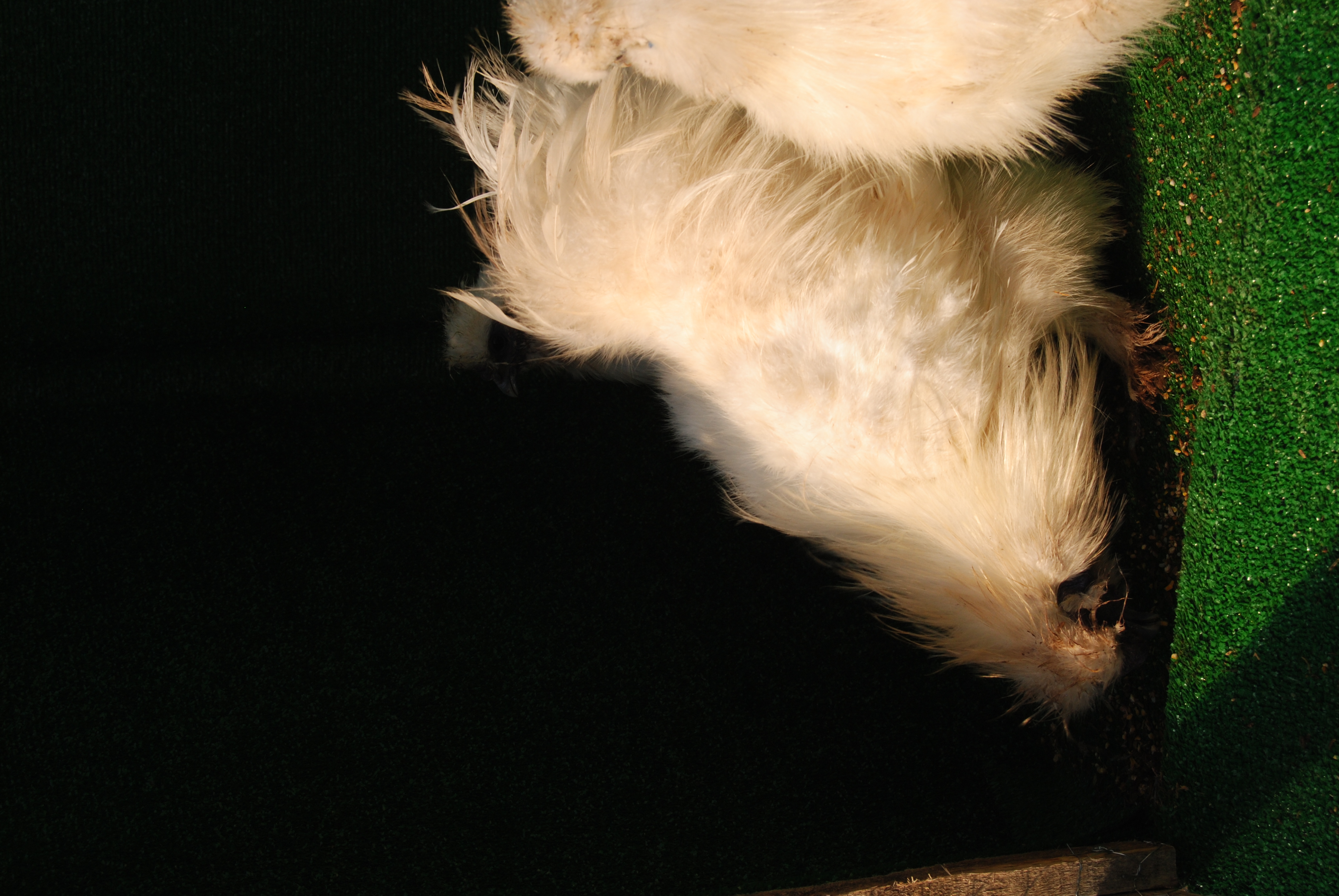 HOLLANDA HABEŞ KULUÇKALIK YUMURTA