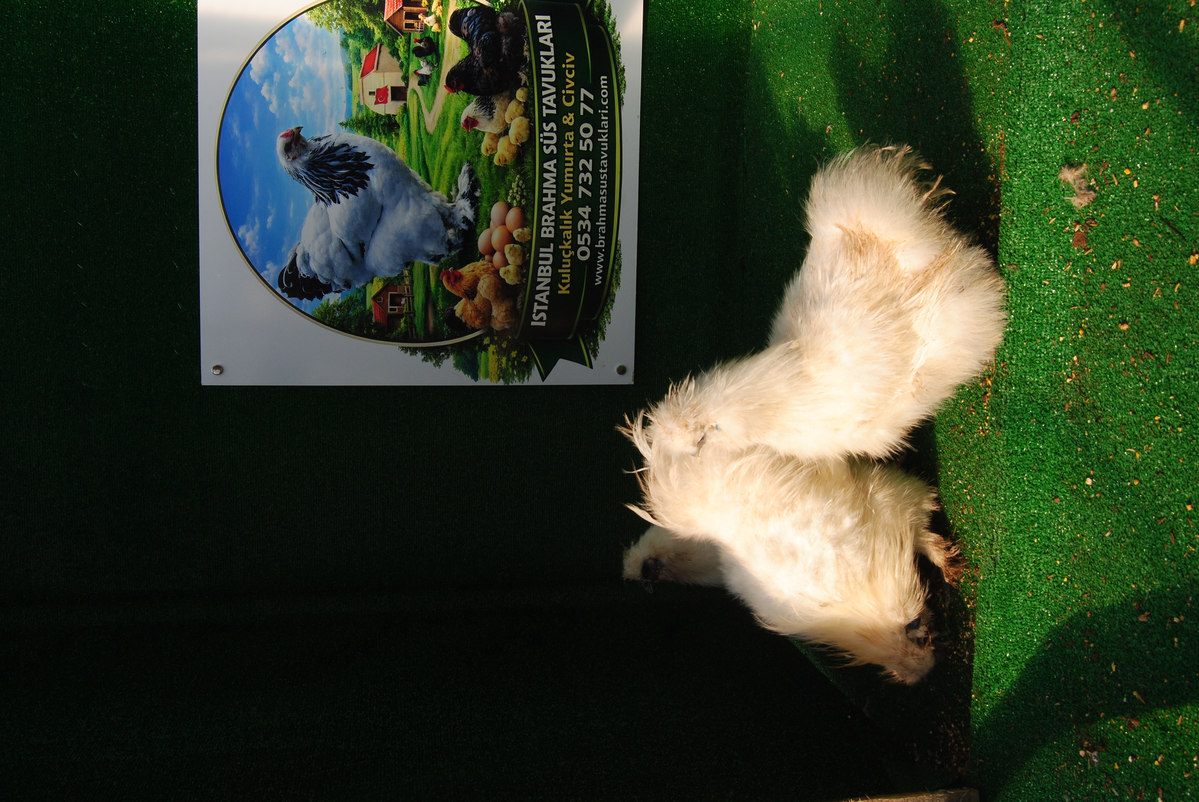 HOLLANDA HABEŞ KULUÇKALIK YUMURTA