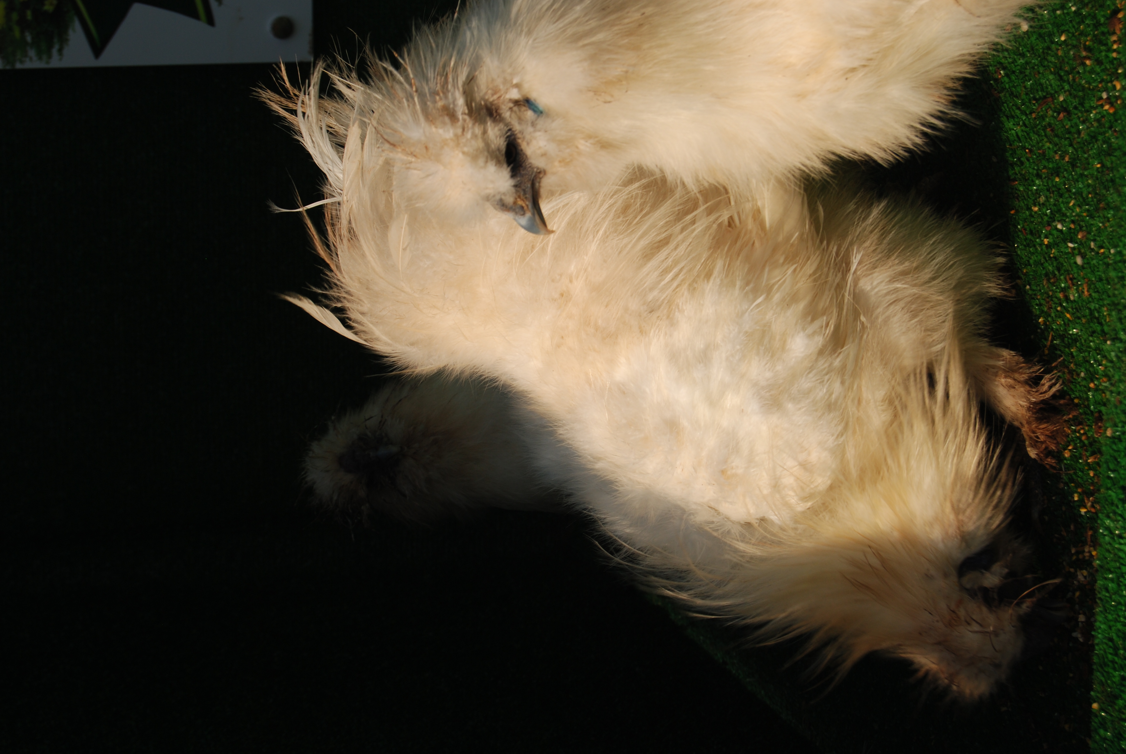 HOLLANDA HABEŞ KULUÇKALIK YUMURTA