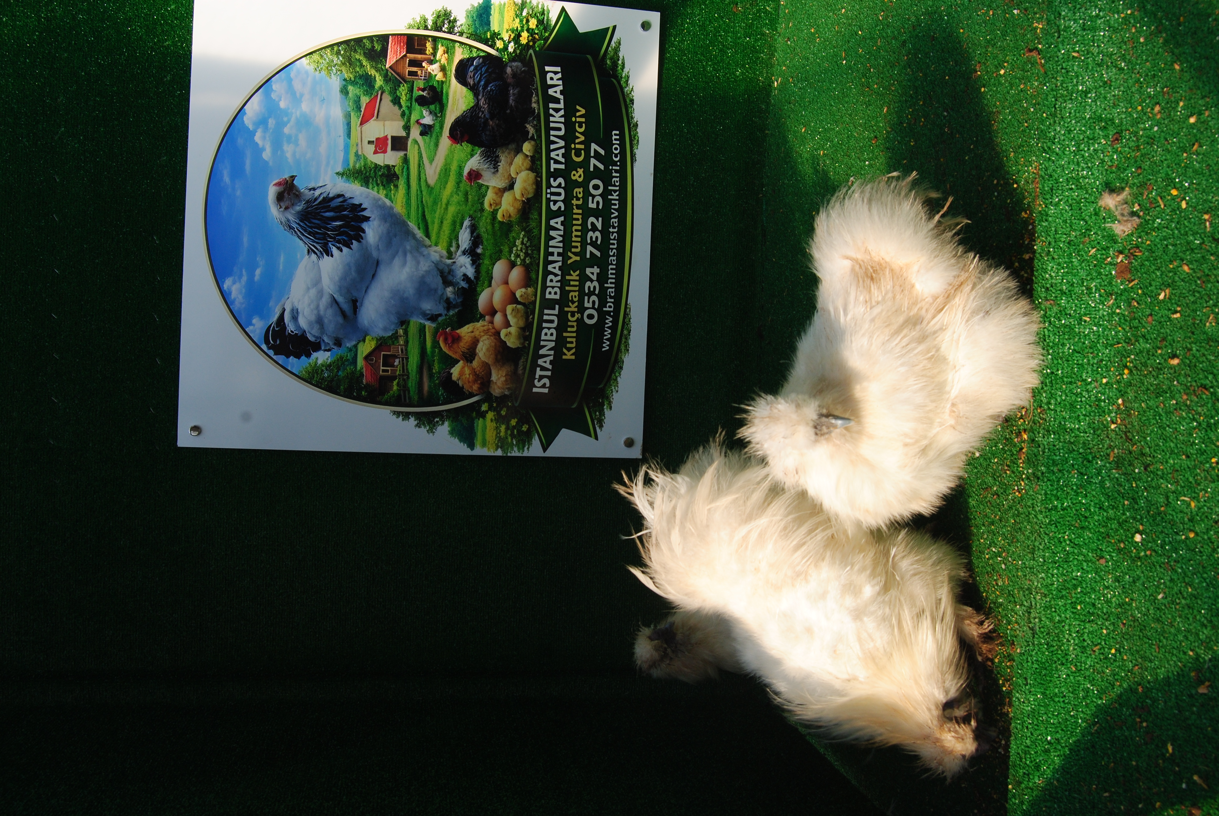 HOLLANDA HABEŞ KULUÇKALIK YUMURTA