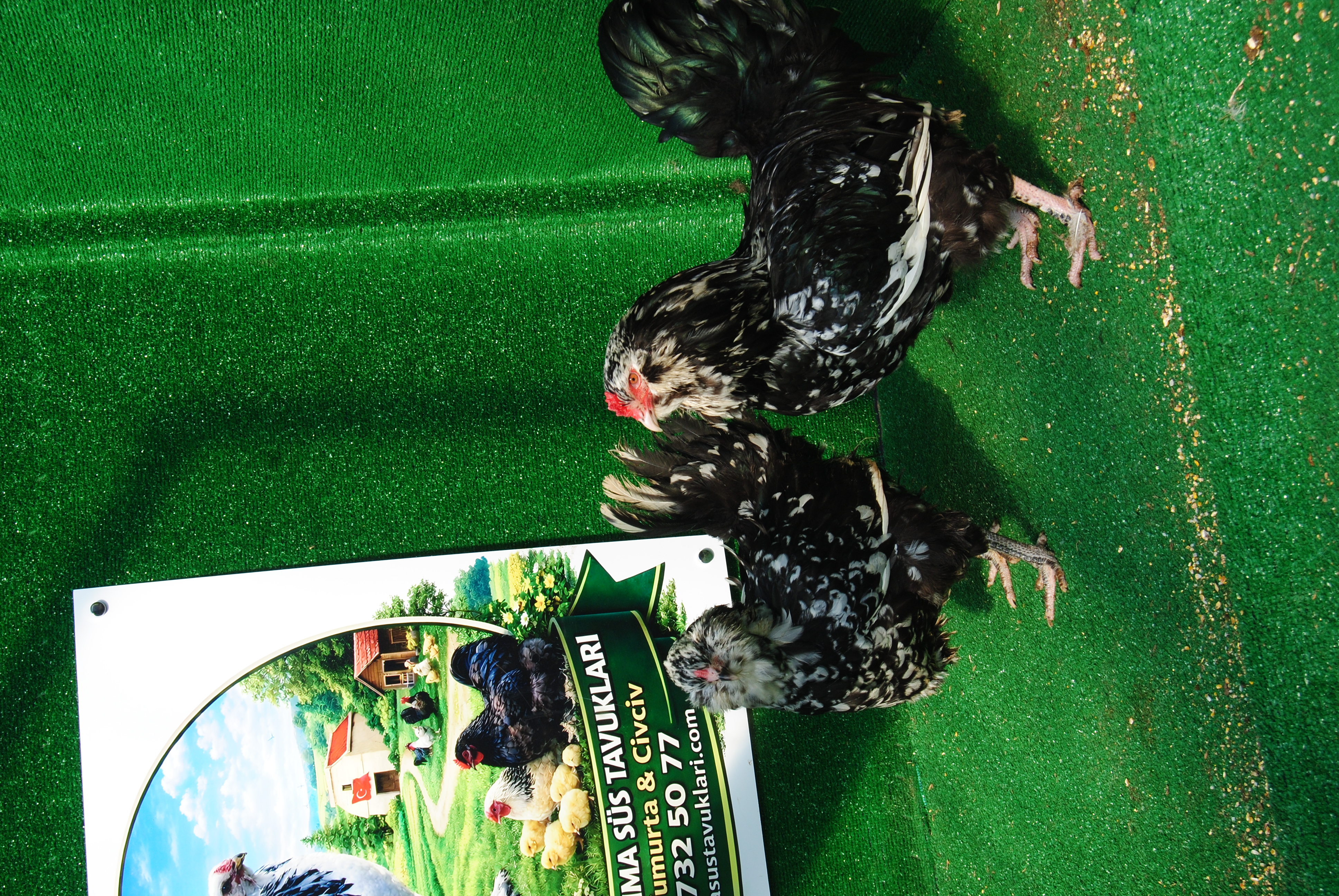 Black Modled Ameraucana Kuluçkalık Yumurta