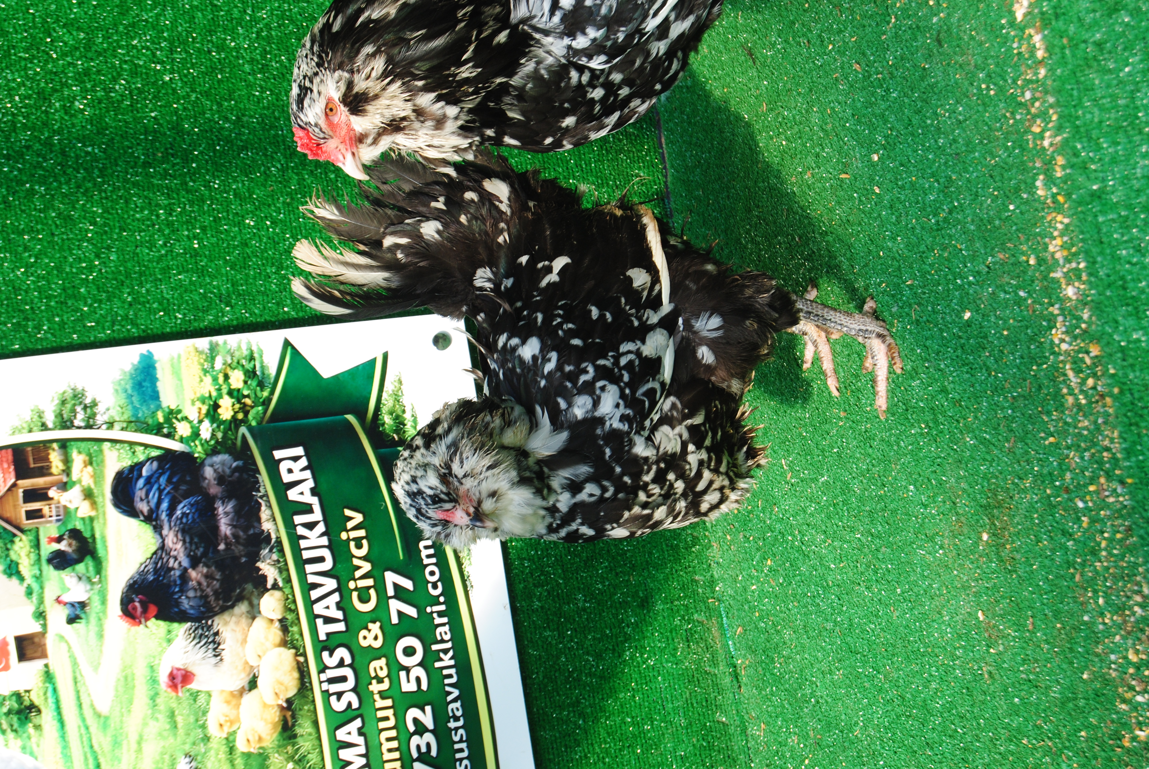 Black Modled Ameraucana Kuluçkalık Yumurta