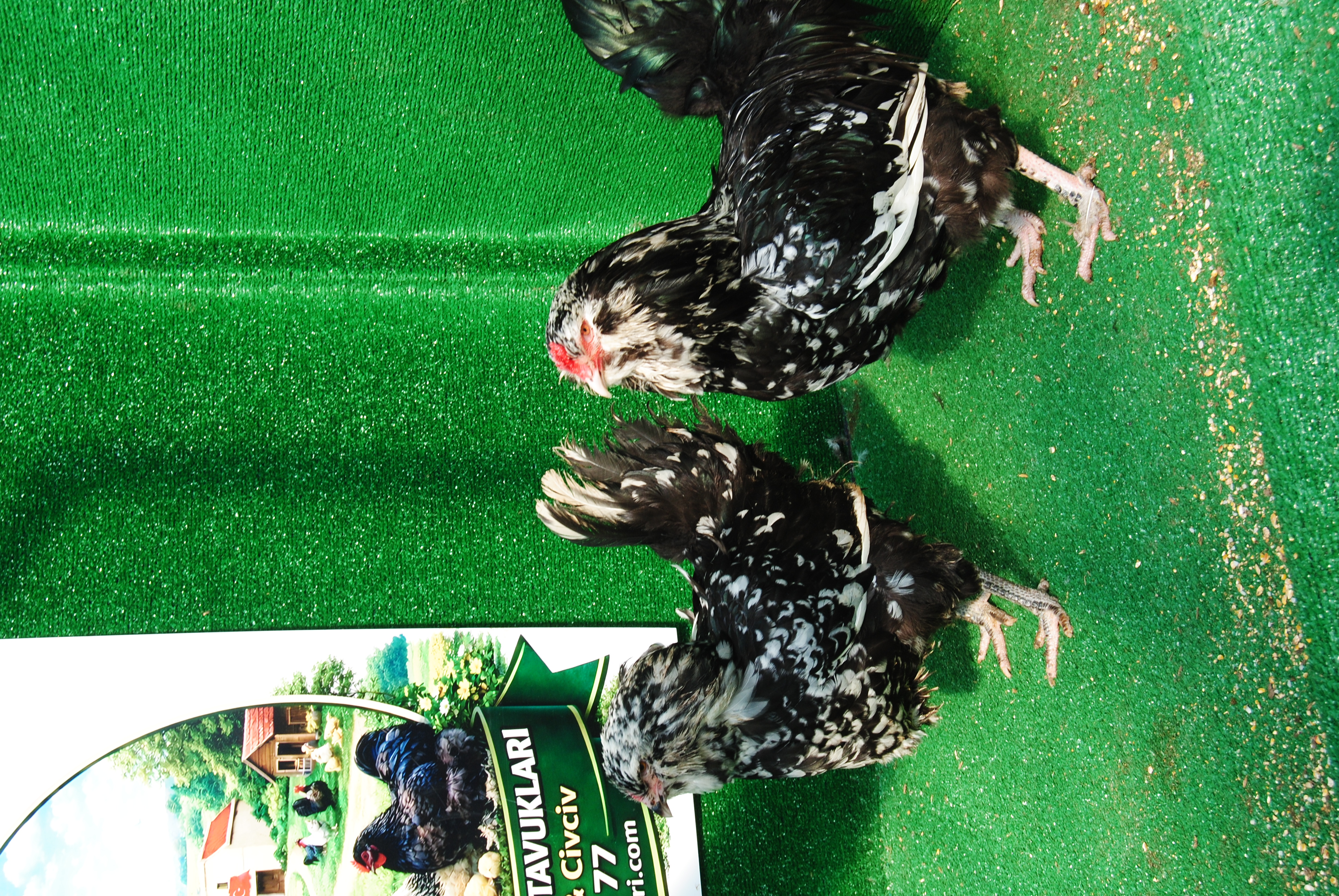 Black Modled Ameraucana Kuluçkalık Yumurta