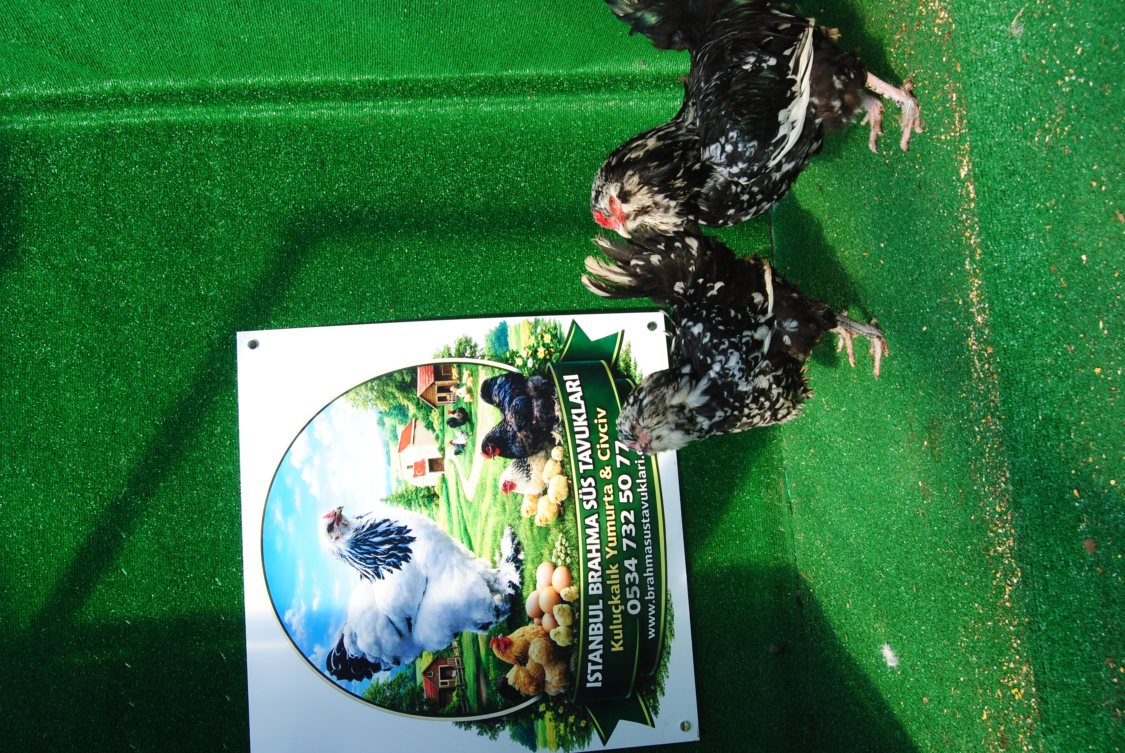 Black Modled Ameraucana Kuluçkalık Yumurta