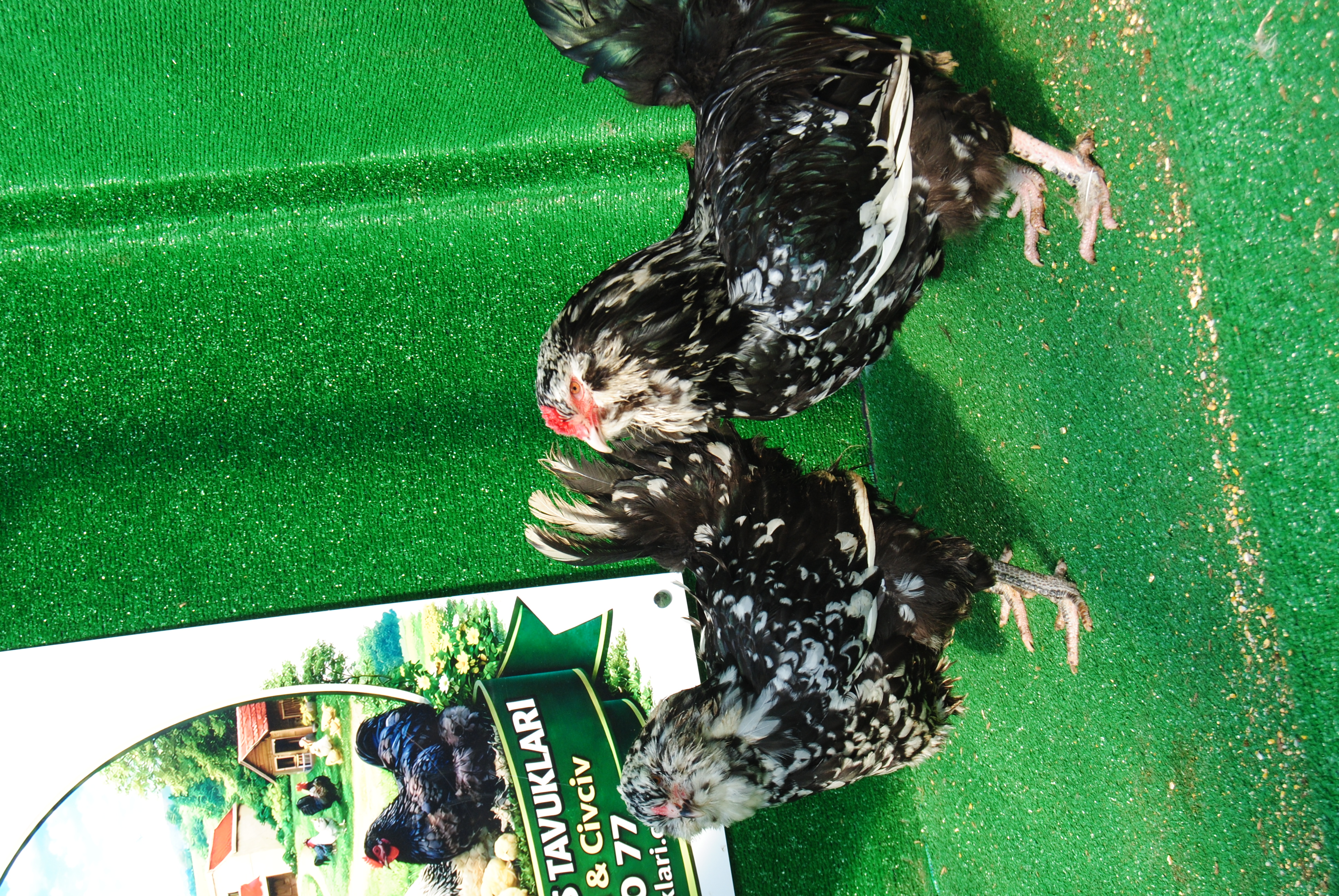 Black Modled Ameraucana Kuluçkalık Yumurta