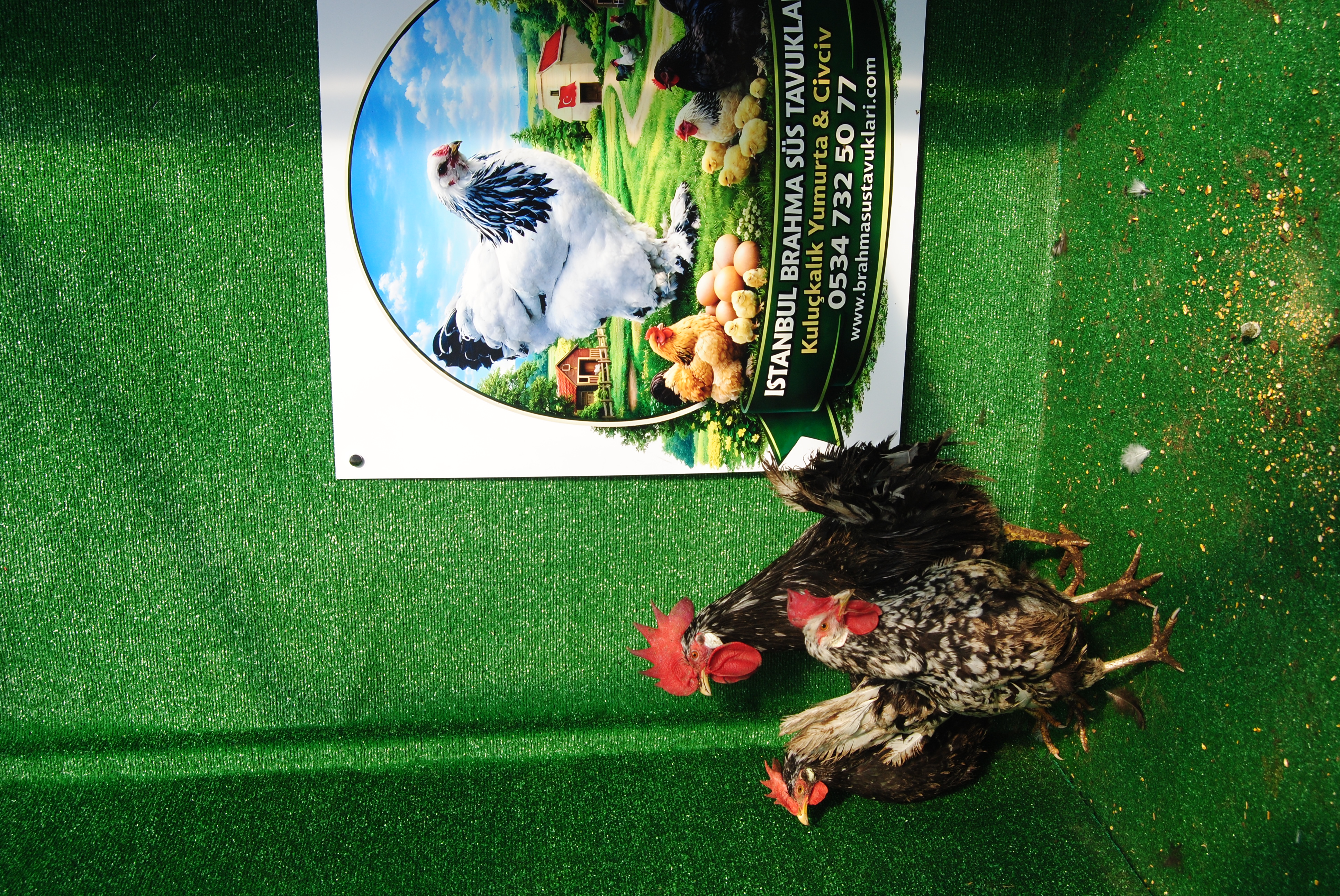 BLACK MODLED LİGORİN KULUÇKALIK YUMURTA