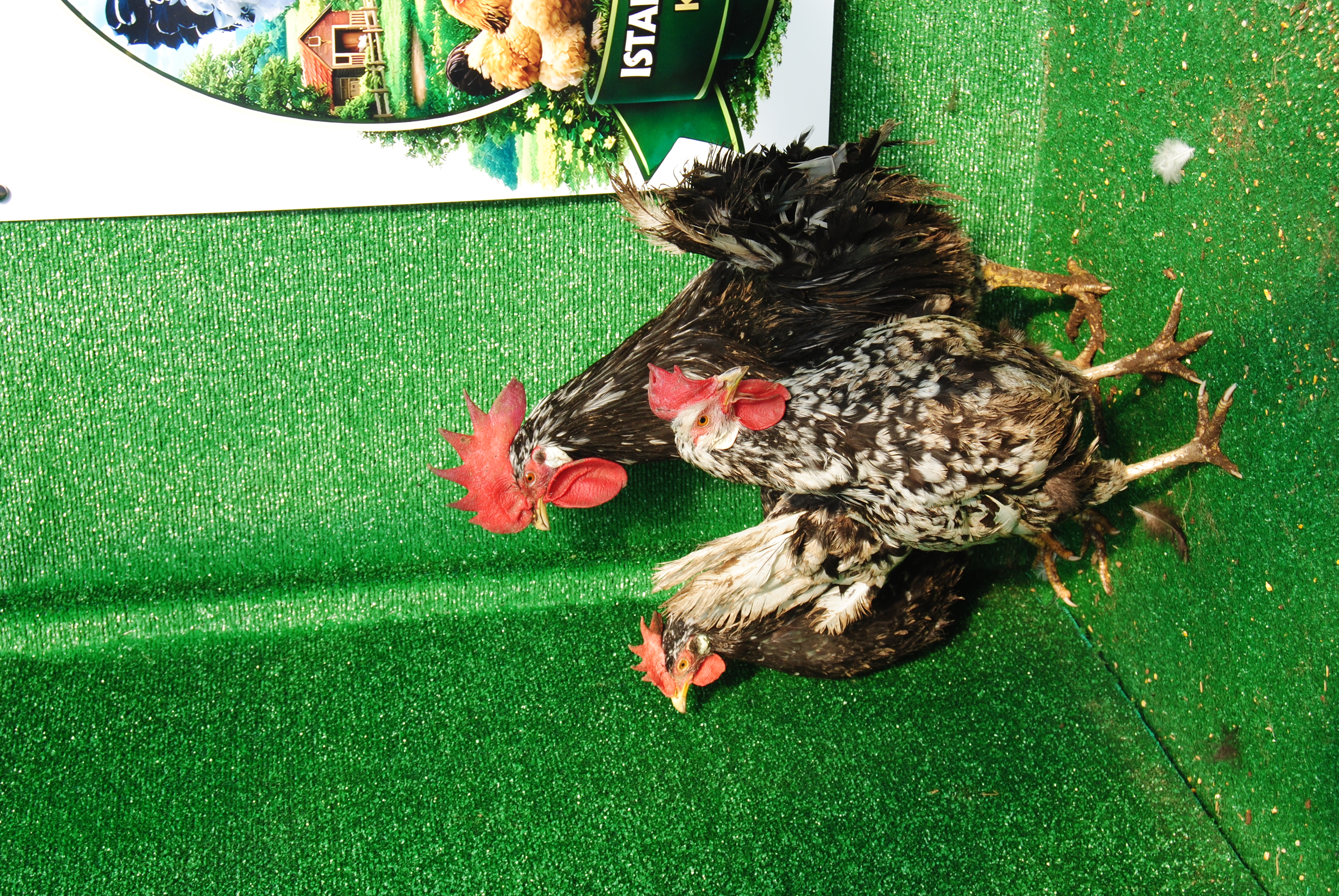 BLACK MODLED LİGORİN KULUÇKALIK YUMURTA