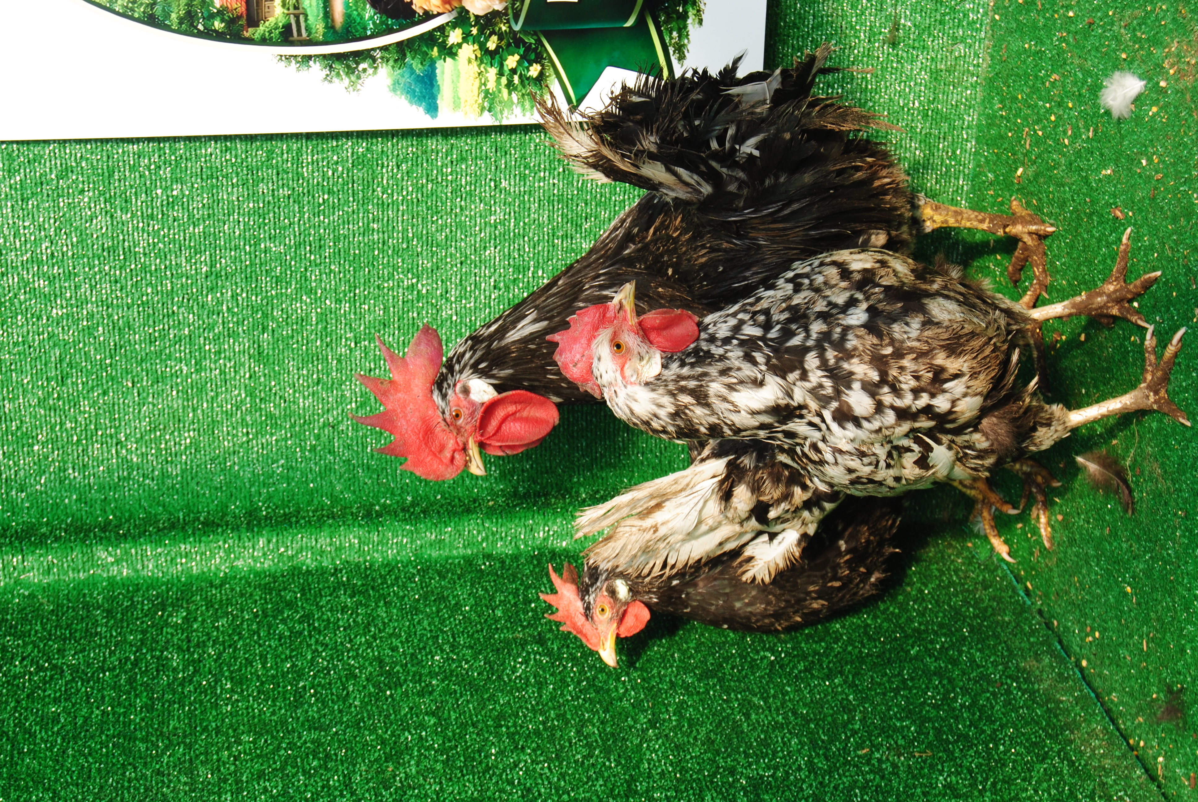 BLACK MODLED LİGORİN KULUÇKALIK YUMURTA