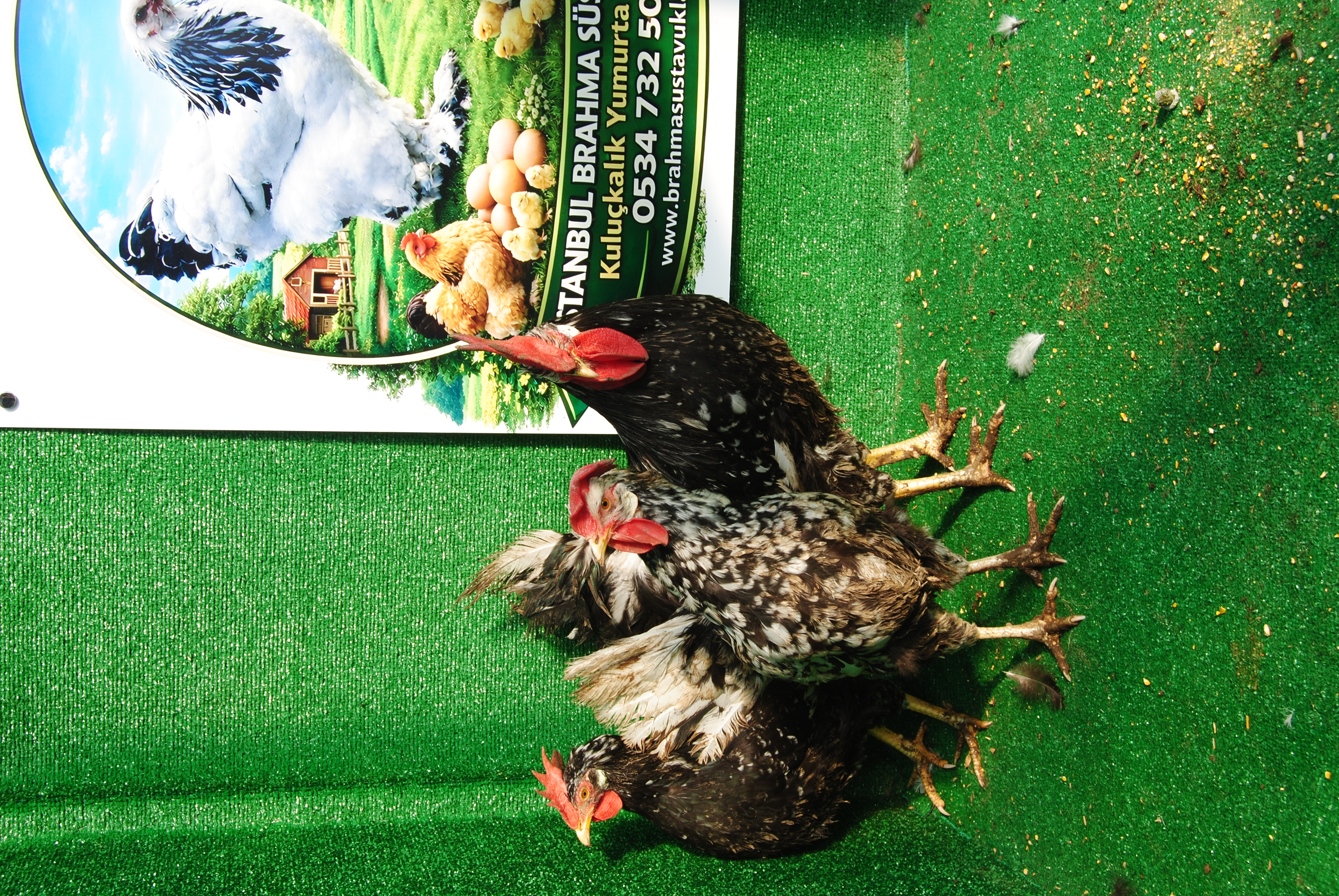 BLACK MODLED LİGORİN KULUÇKALIK YUMURTA