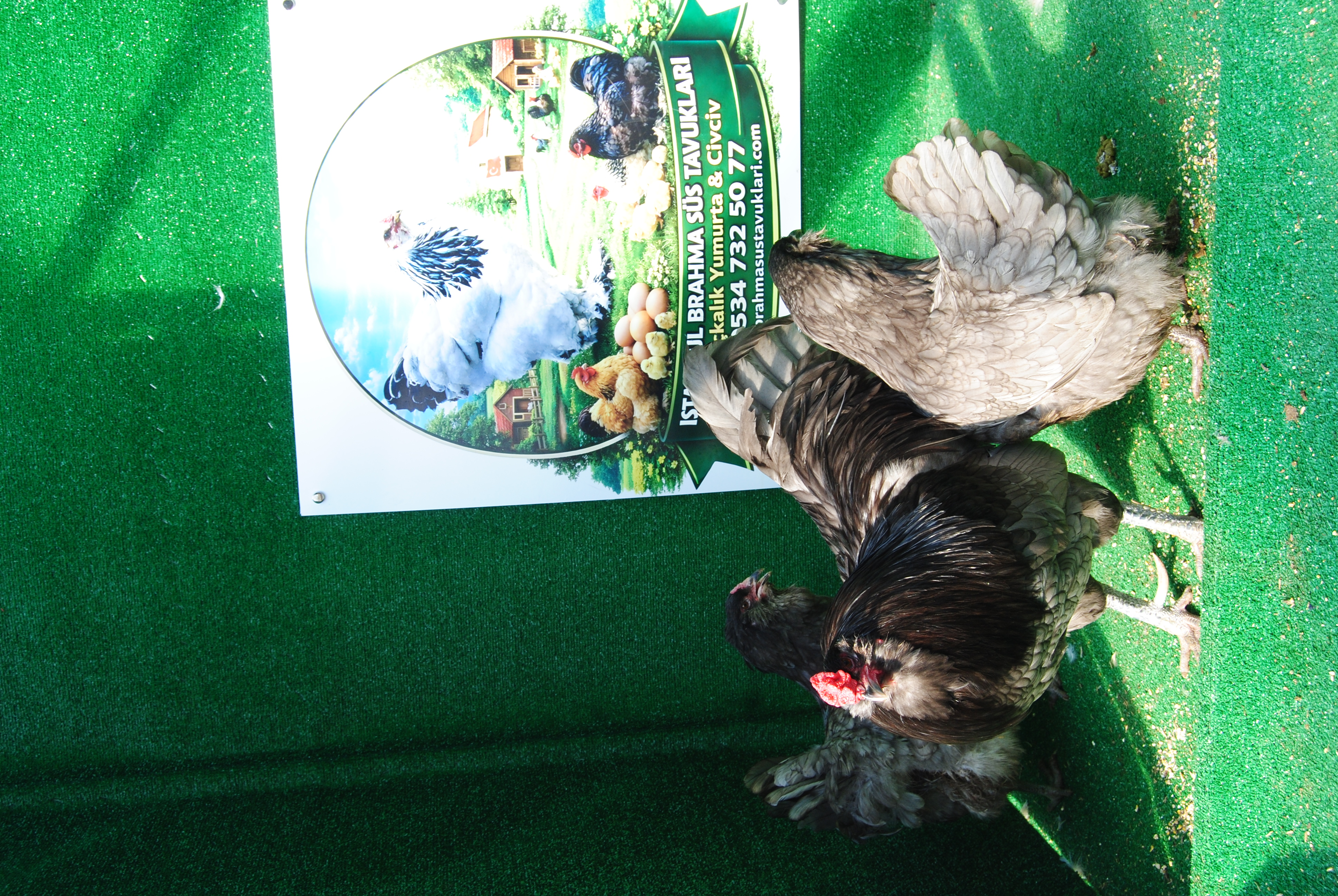 Blue Ameraucana Kuluçkalık Yumurta