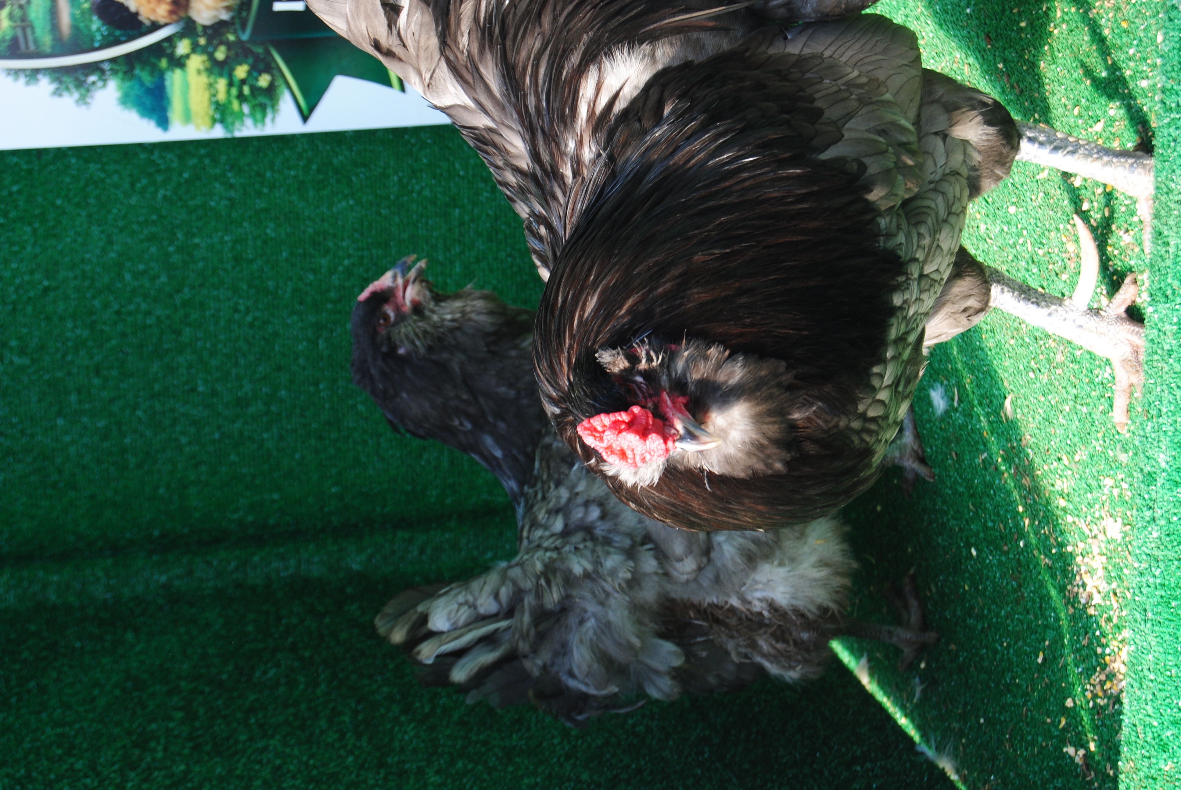 Blue Ameraucana Kuluçkalık Yumurta