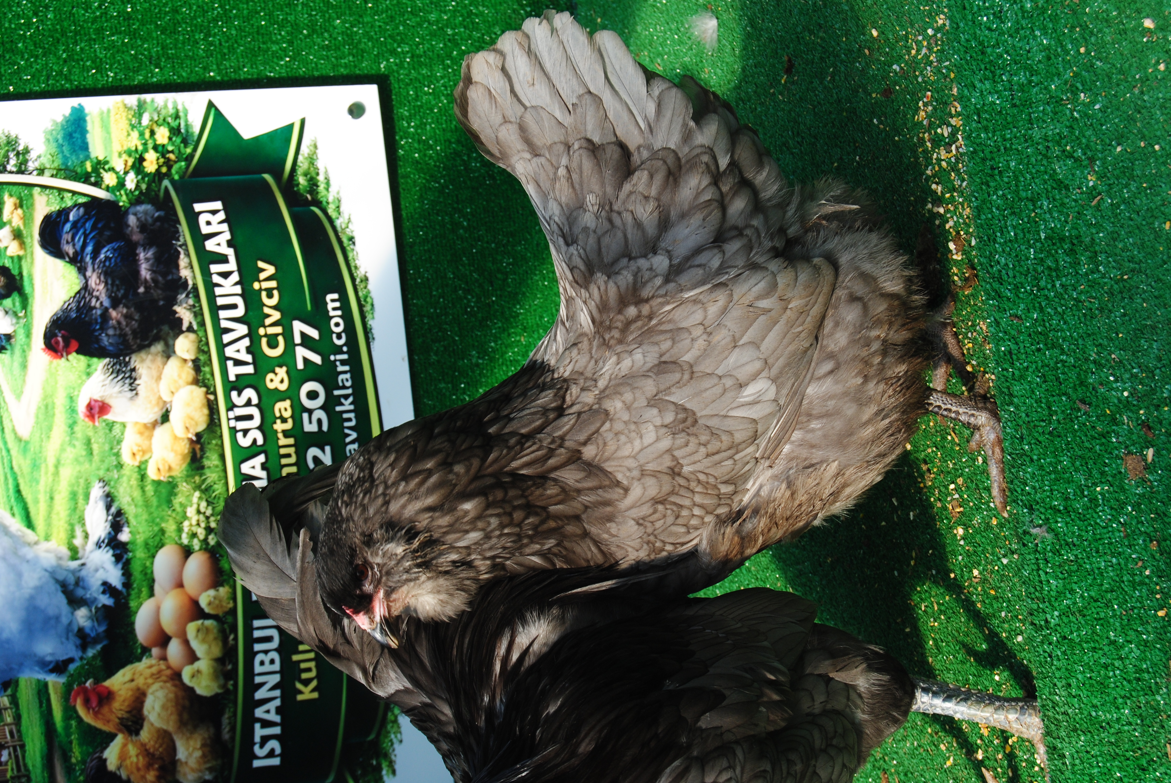 Blue Ameraucana Kuluçkalık Yumurta