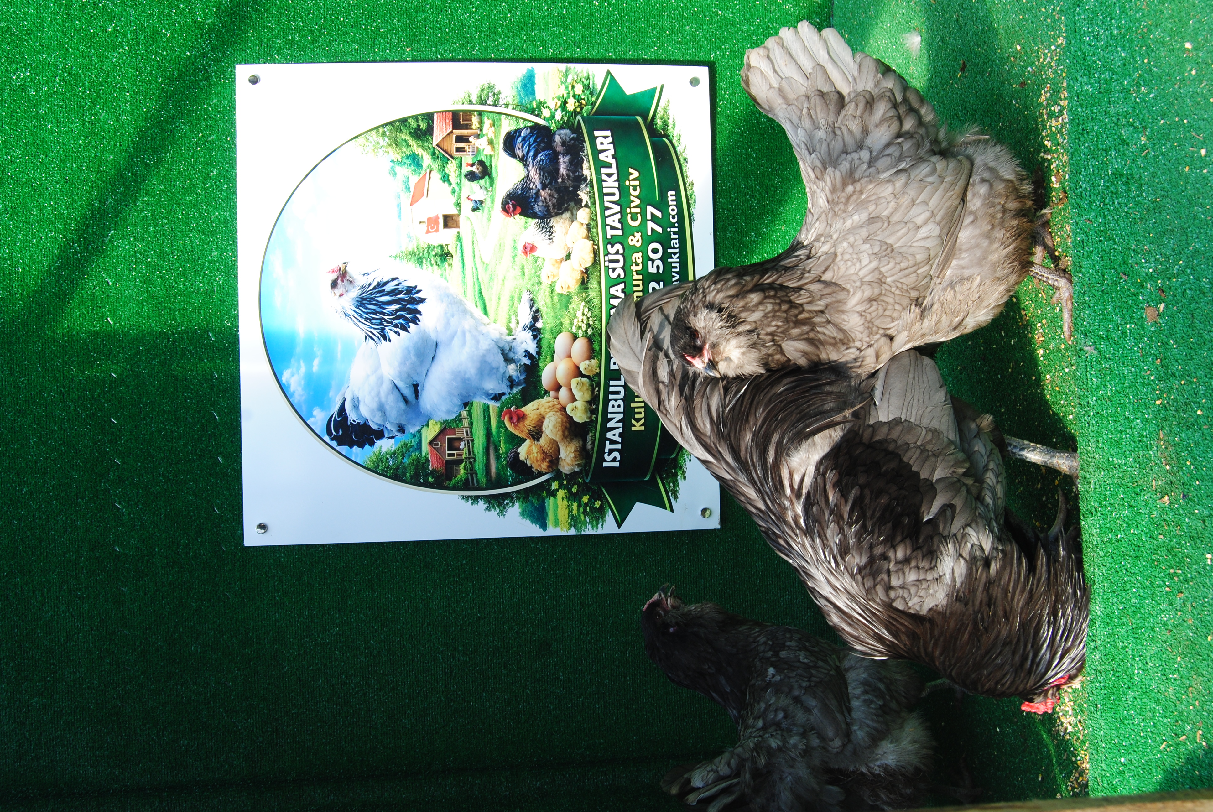 Blue Ameraucana Kuluçkalık Yumurta