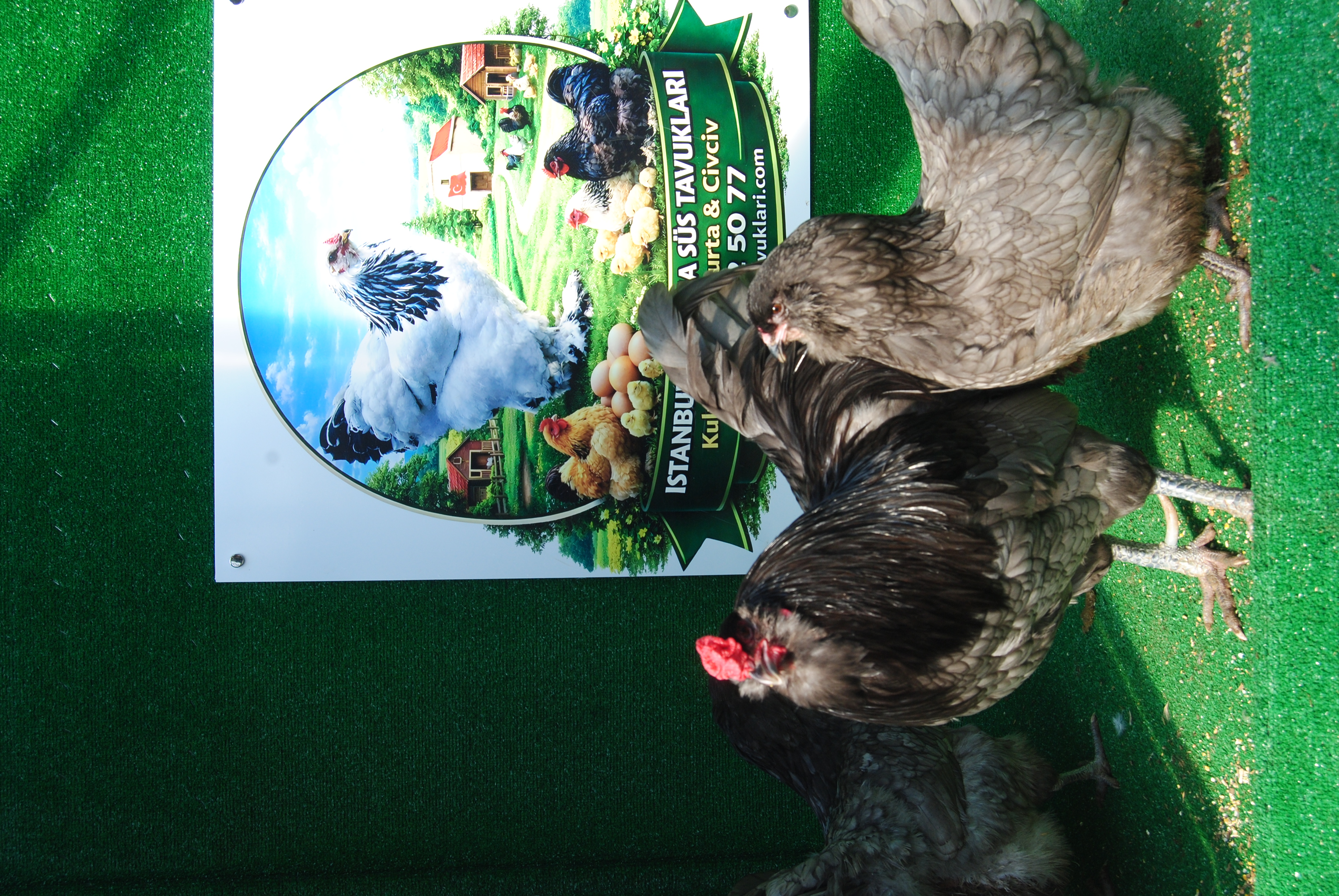 Blue Ameraucana Kuluçkalık Yumurta