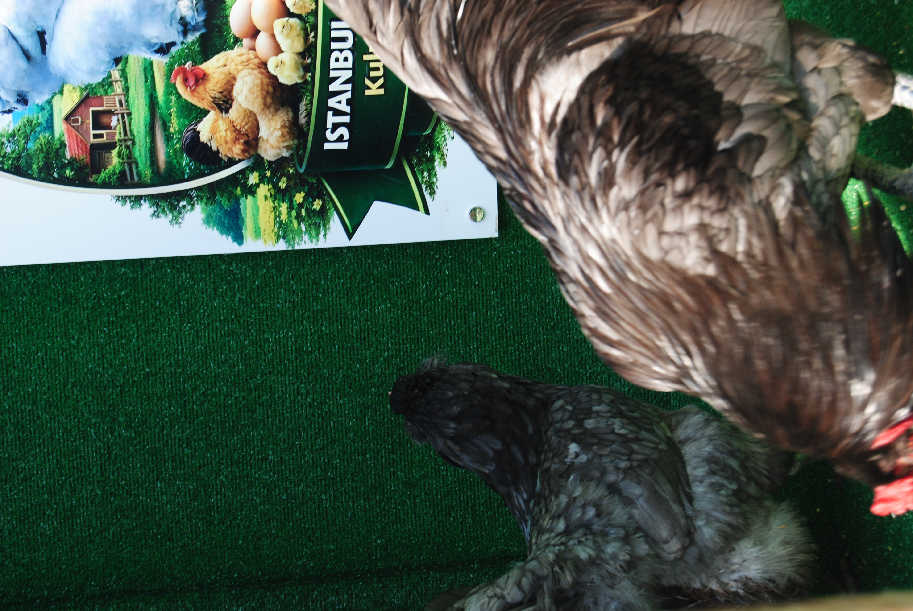 Blue Ameraucana Kuluçkalık Yumurta