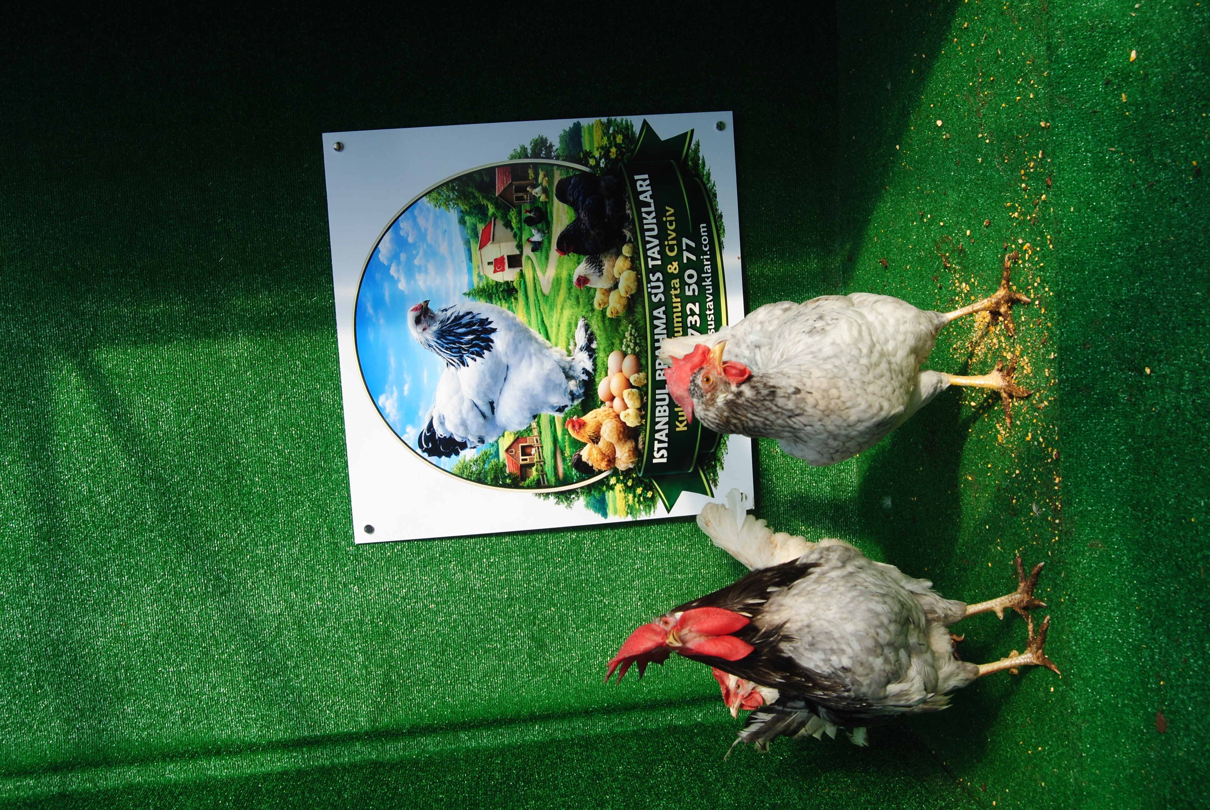 Blue Modlet Ligorin Kuluçkalık Yumurta