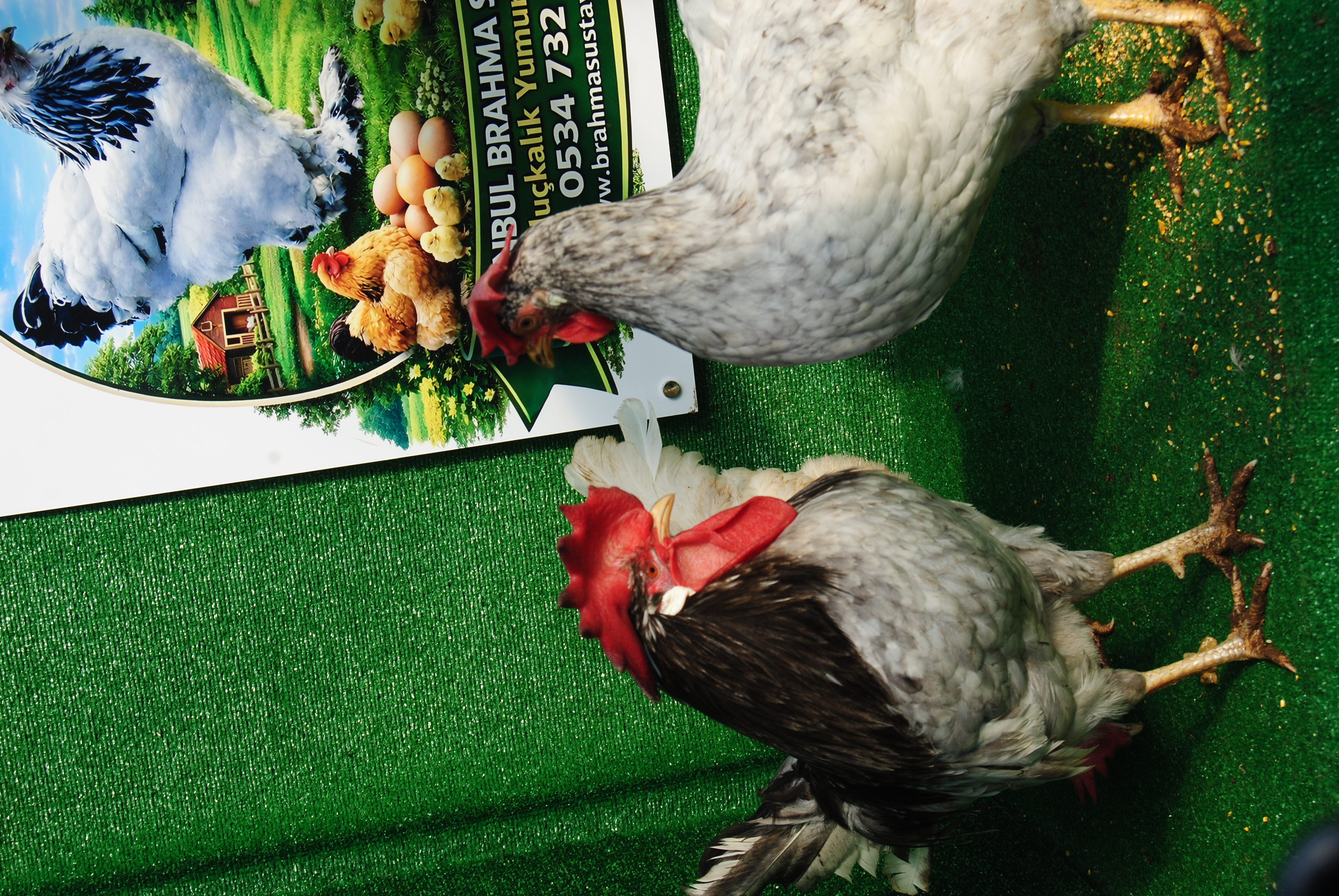 Blue Modlet Ligorin Kuluçkalık Yumurta