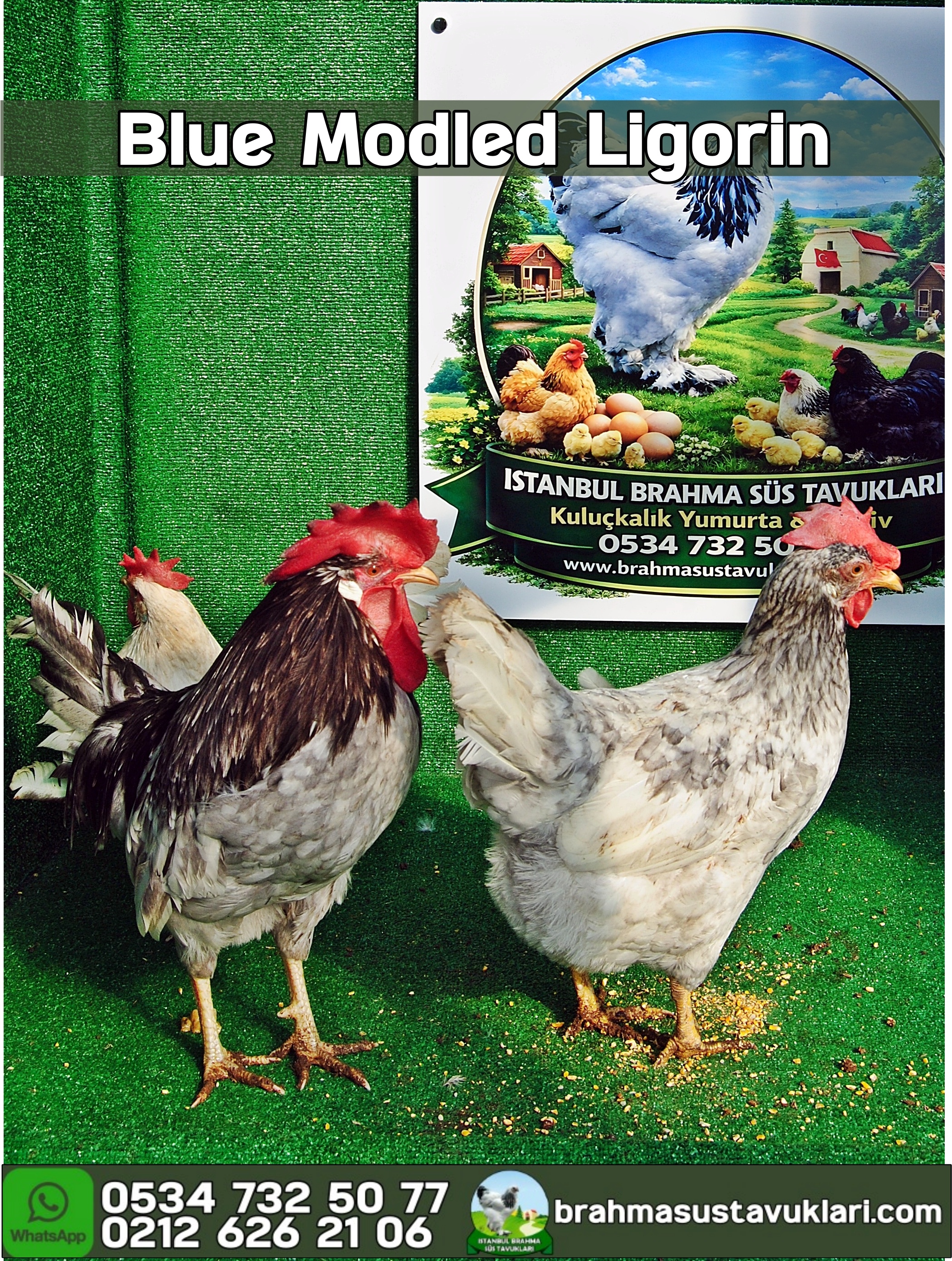 Blue Modlet Ligorin Kuluçkalık Yumurta